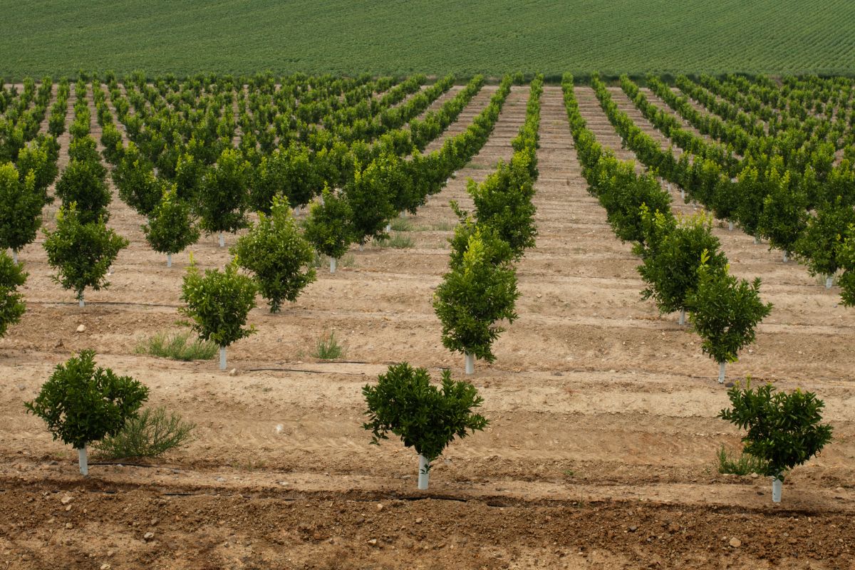 What are the ideal conditions for growing oranges.jpg